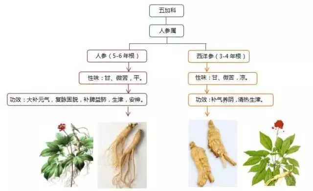 西洋參和人參的區(qū)別